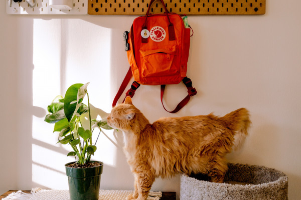 Pet-friendly rentals are trending