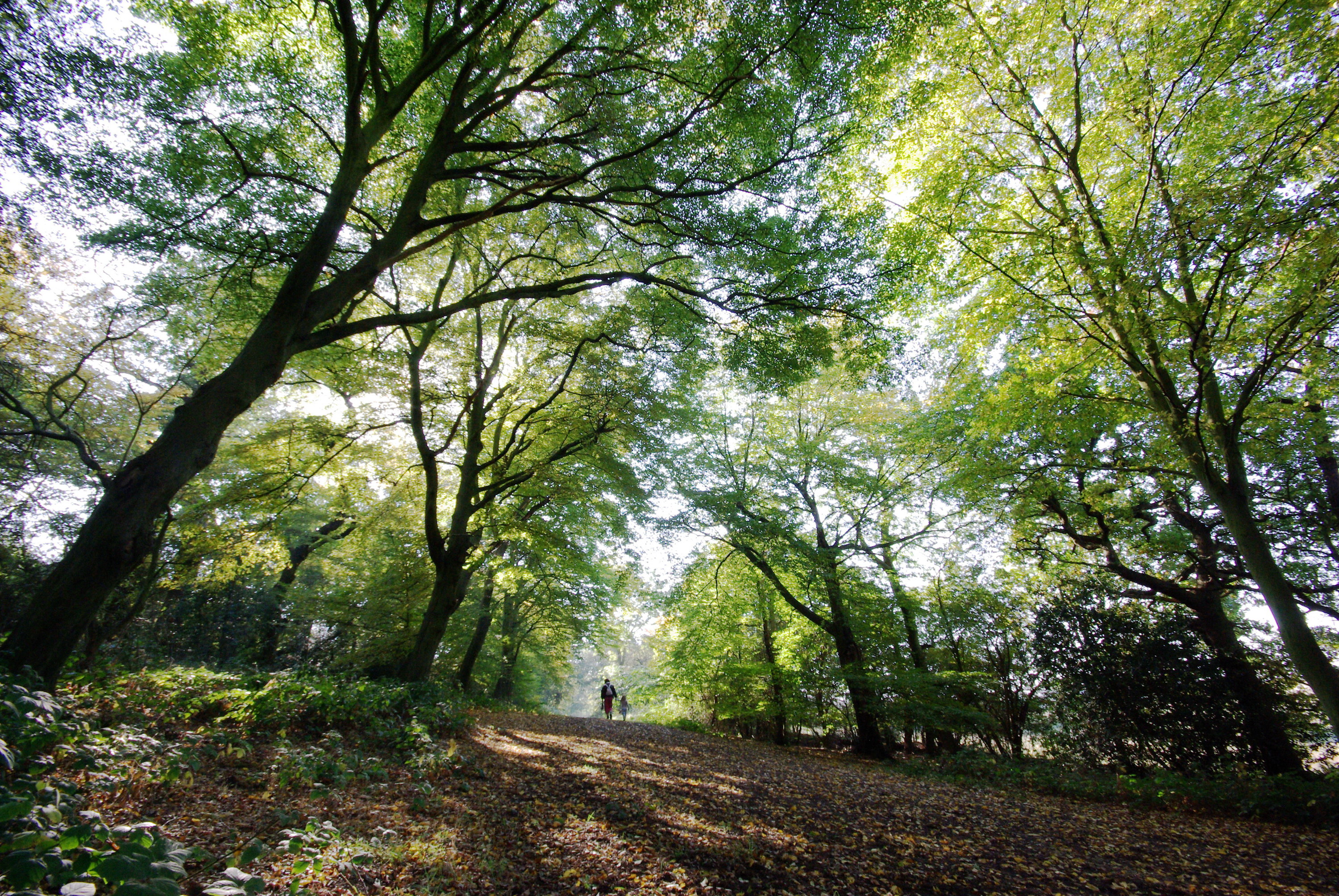 Epping Forest